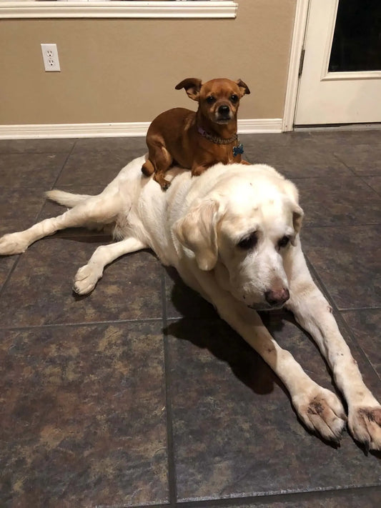 Pet/s & Home Security Alarm Monitoring Service - Avenger Security